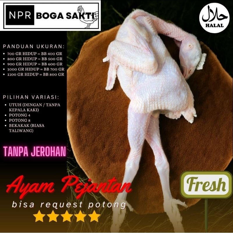 

Ayam Pejantan Fresh Halal Premium Segar Setiap Hari