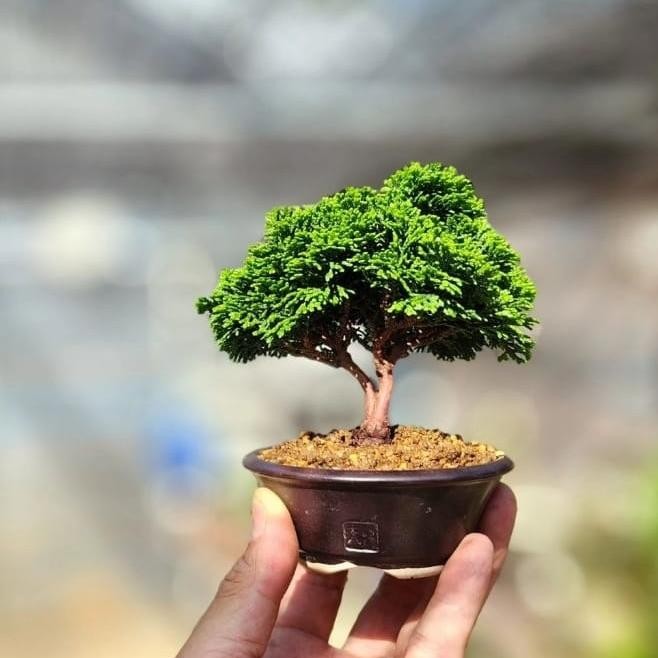 bonsai Cemara inoki Cypress hijau tanaman