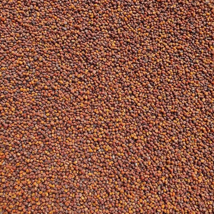 Kacang PJ / Kacangan PJ (Pueraria Javanica)