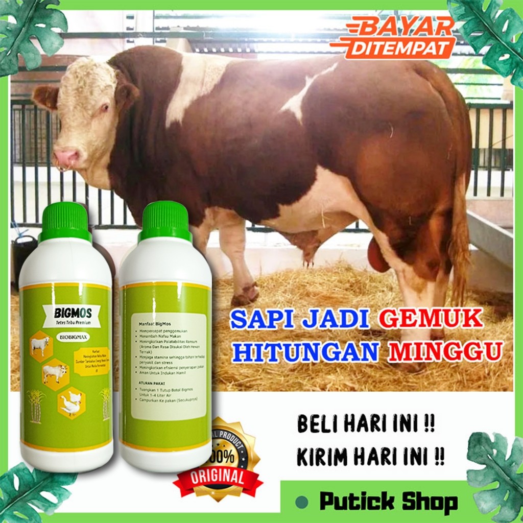 MOLASE TETES TEBU PENGGEMUK SAPI BIGMOS PENGGEMUK SAPI VITAMIN KAMBING VITAMIN SAPI OBAT CACING SAPI