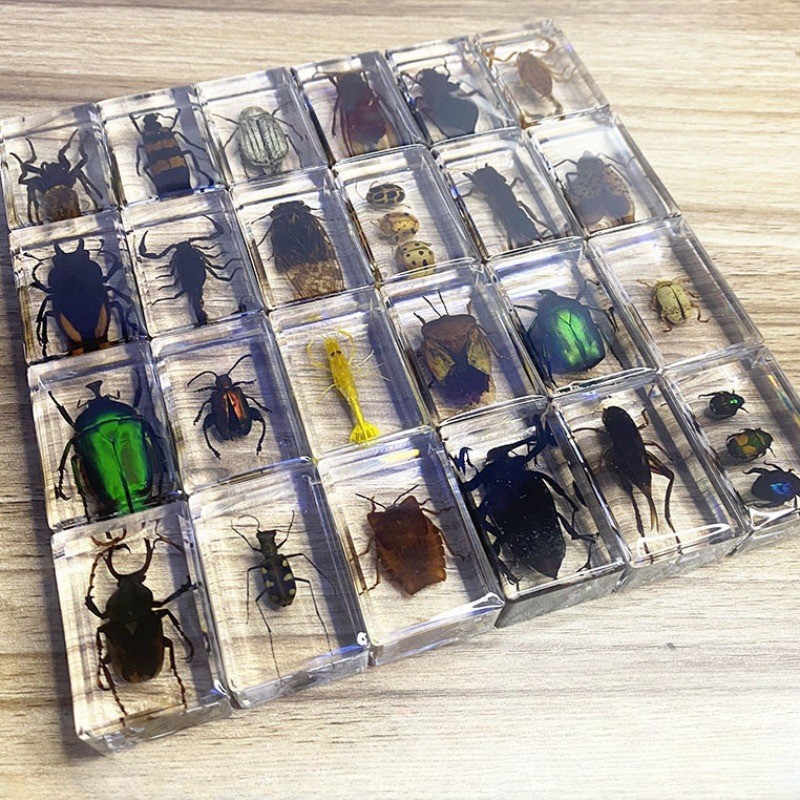 Spesimen Serangga Dalam Model Resin Serangga Epoksi Resin Serangga Laba-laba Kumbang Koleksi Spesime