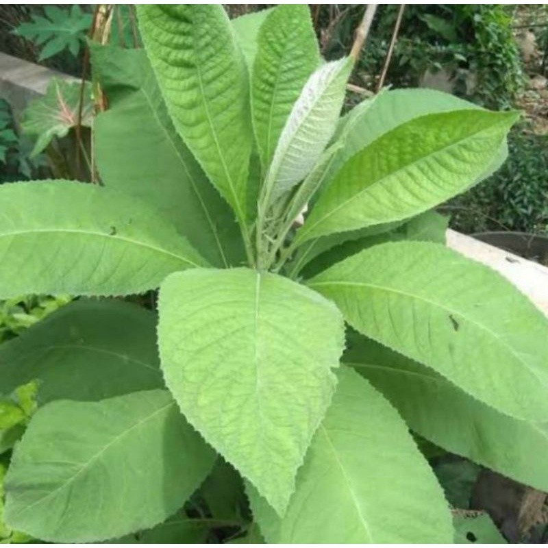 

Daun Sembung Segar 1 Kg/ Obat Herbal Jantung / Tanaman Daun Sembung