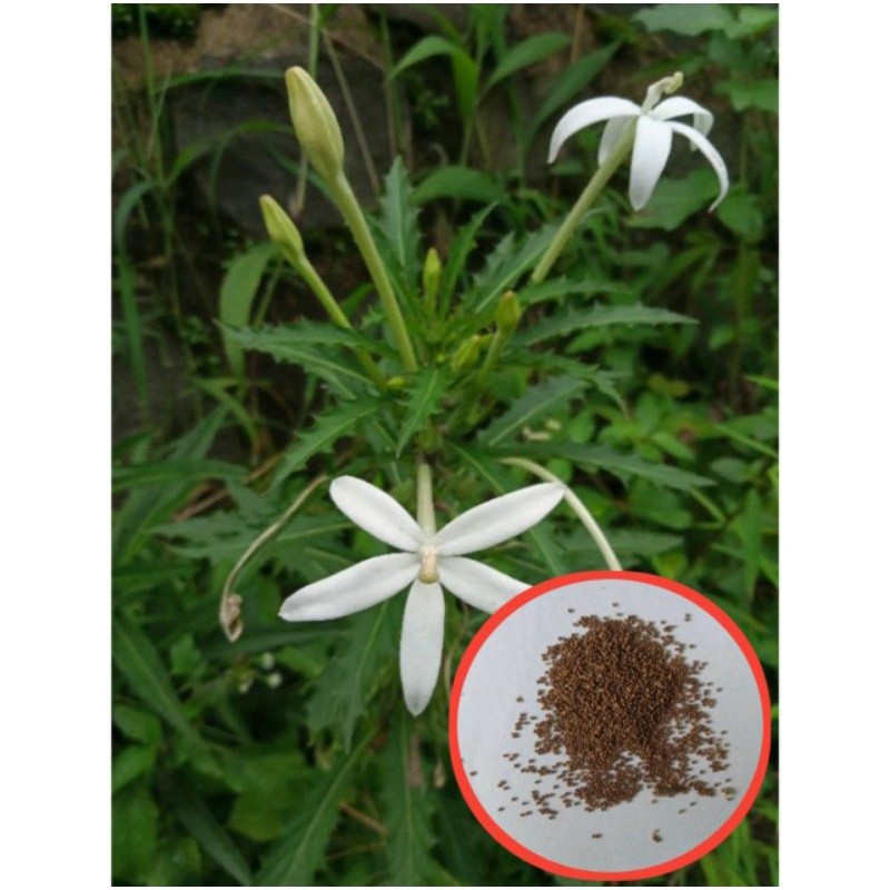 

Benih Biji Tanaman Kitolod 150 biji