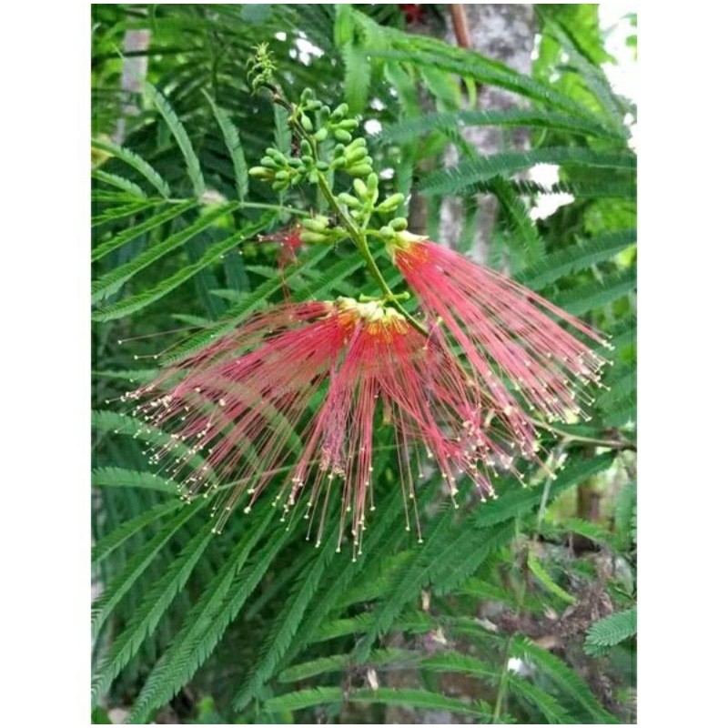 

Daun Kaliandra Merah Pagoda 1 Kg