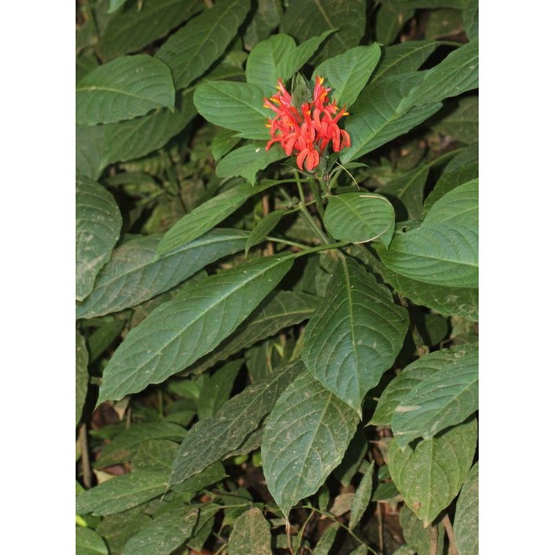 

Daun Bunga Lilin Merah Atau Bunga Lolipop Merah Segar 1 Kg