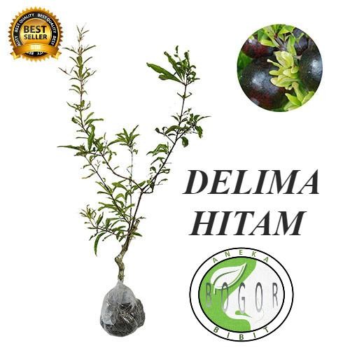

BIBIT POHON TANAMAN BUAH DELIMA HITAM