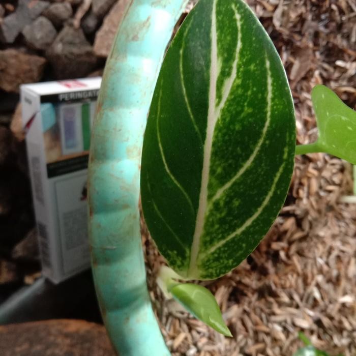 bibit aglonema rinjani, tanaman hias aglonema rinjani