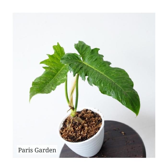 TANAMAN HIAS PHILO DRAGON VARIGATA - BIBIT PHILO DRAGON VARIEGATA