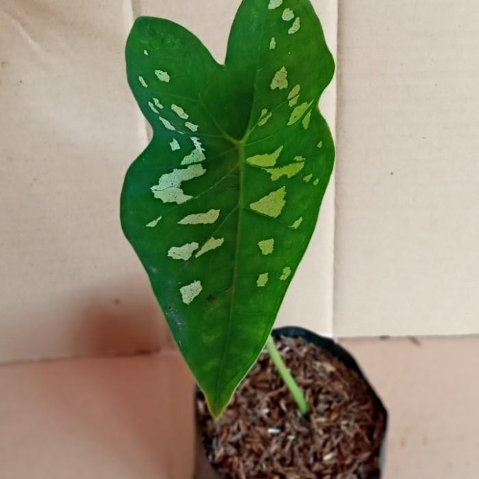 

bibit tanaman hias keladi paket 4 jenis