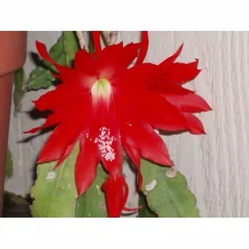 

Bibit Tanaman Hias Wijaya Kusuma Bunga Merah - Wijaya Kusuma