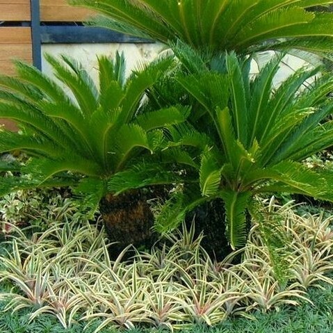 

tanaman hias sikas bibit