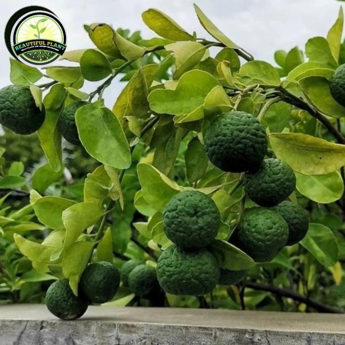 Bibit tanaman jeruk limo / pohon jeruk limo