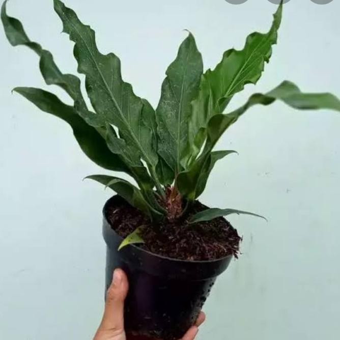 

bibit tanaman hias antarium gelombang cinta