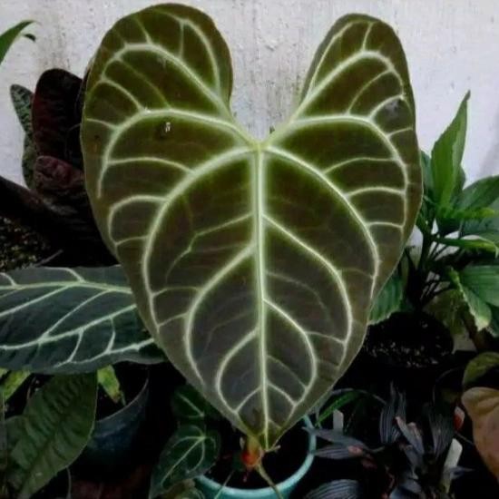 Bibit Bonggol Tanaman Hias Anthurium Regale Peru Cutting Tunas