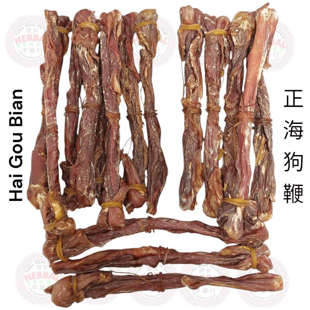 

Tangkur Anjing Laut Asli - Hai Gou Bian Berkualitas 1 Batang [PREMIUM]