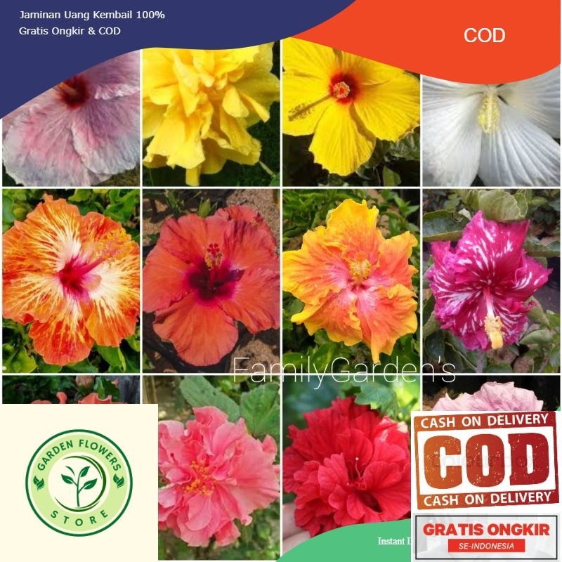 PROMO Tanaman Bunga Sepatu / Bunga Hibiscus Tumpuk Bangkok (COD)