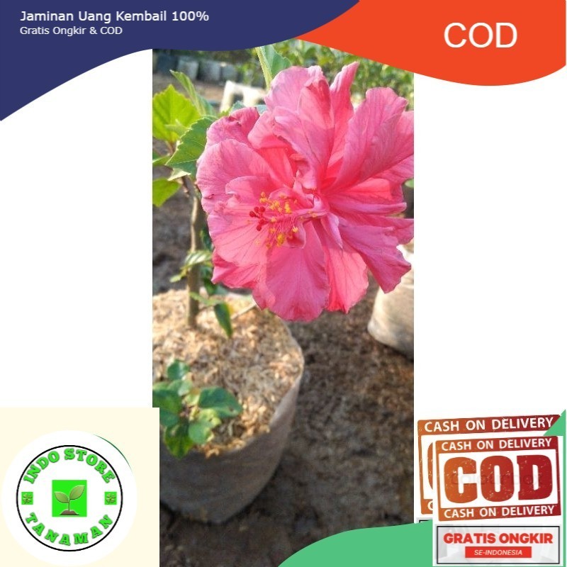 KEMBANG SEPATU BUNGA PINK TUMPUK IMPORT (COD)