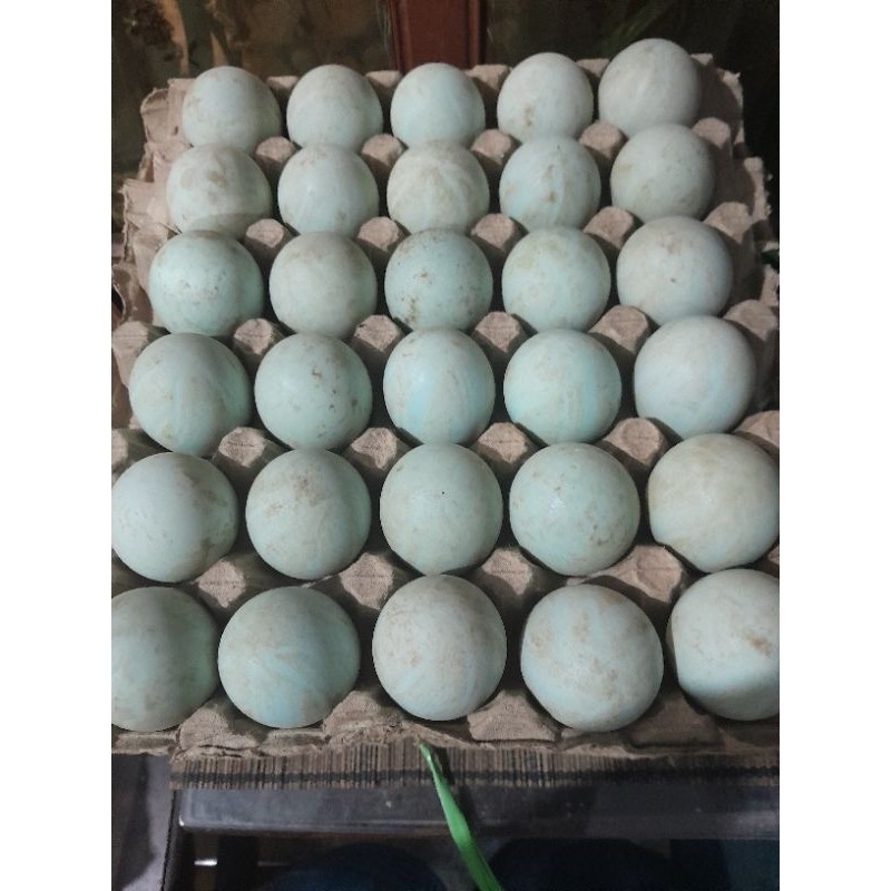 

TELUR BEBEK MENTAH TAWAR (PER BUTIR/ GROSIR) TERLARIS