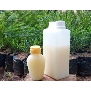 

RATU MADU PUTIH, BISA BAYAR DITEMPAT