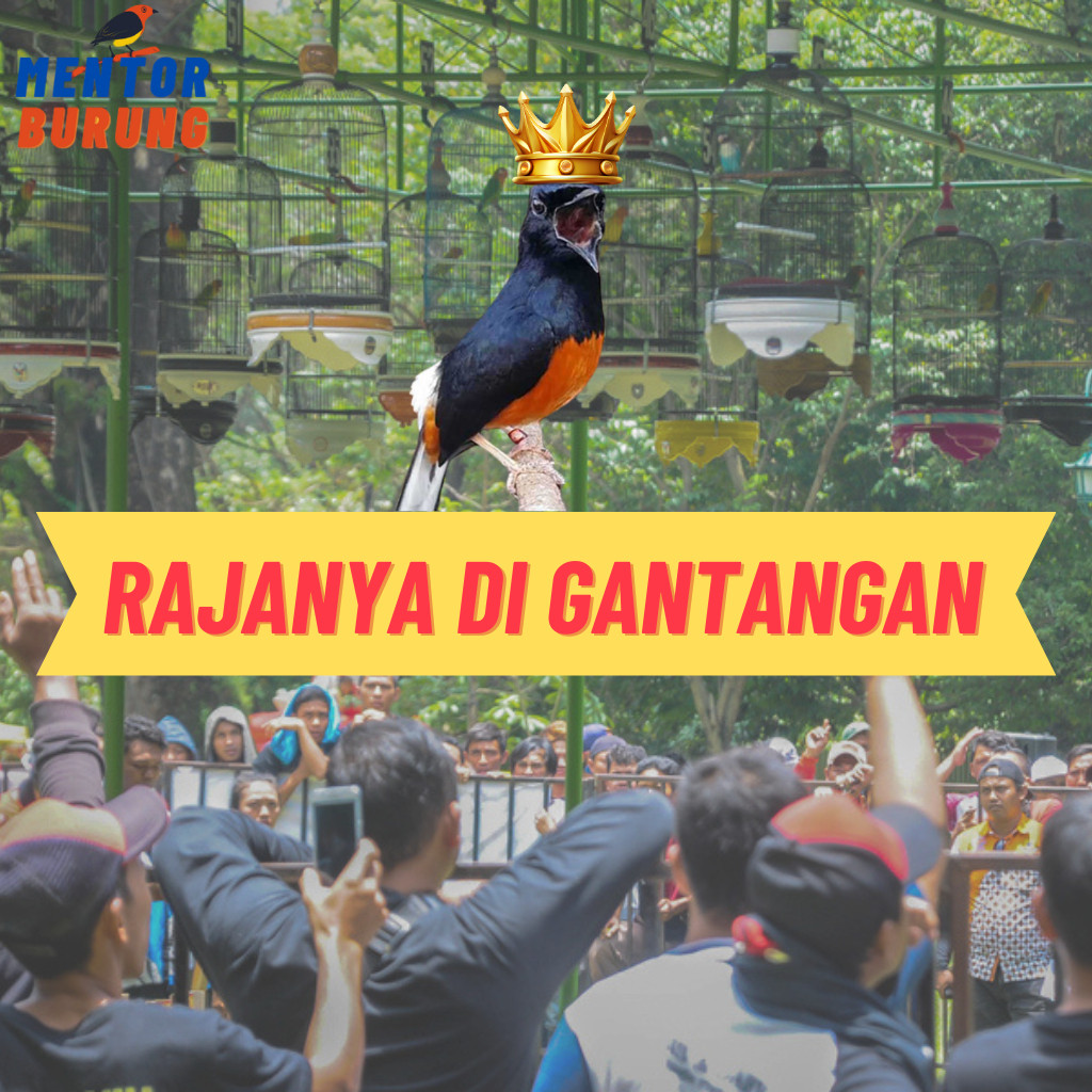 RB2233 Masteran Mp3 Khusus Burung Murai Batu Air Betina Hutan Trotolan Burung Kicau Suara Jernih