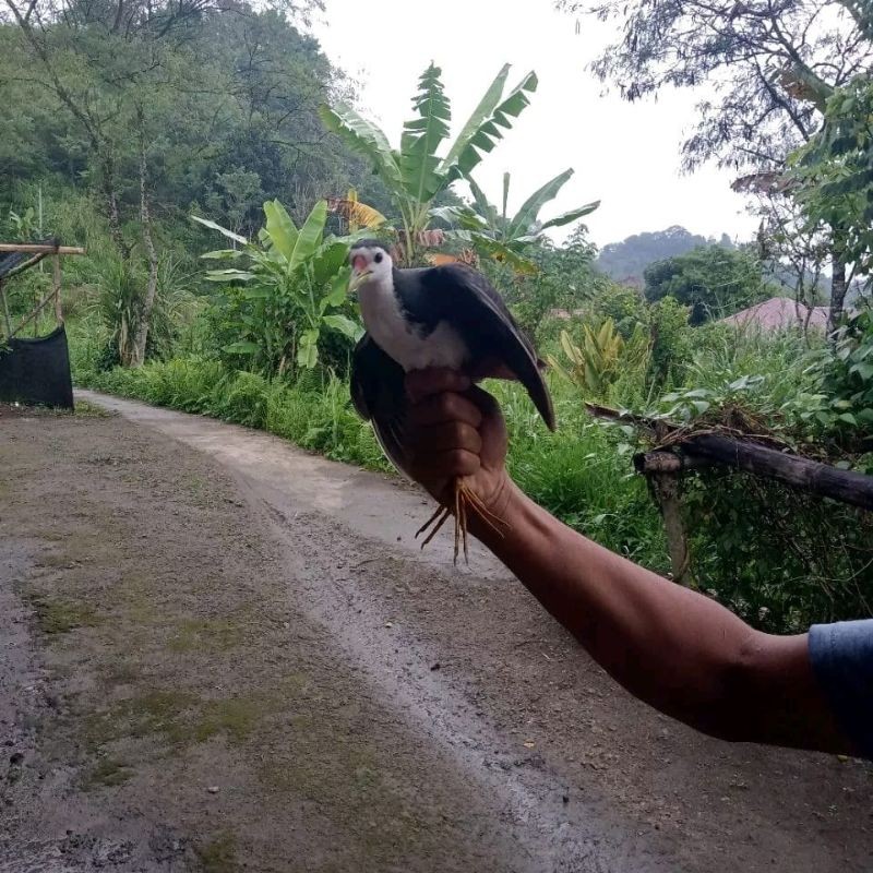 Dik1 patung jontrot burung ruak ruak mirip asli