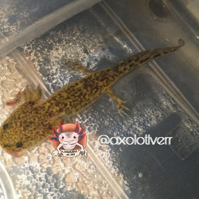 

Aman - Paper Craft Axolotl