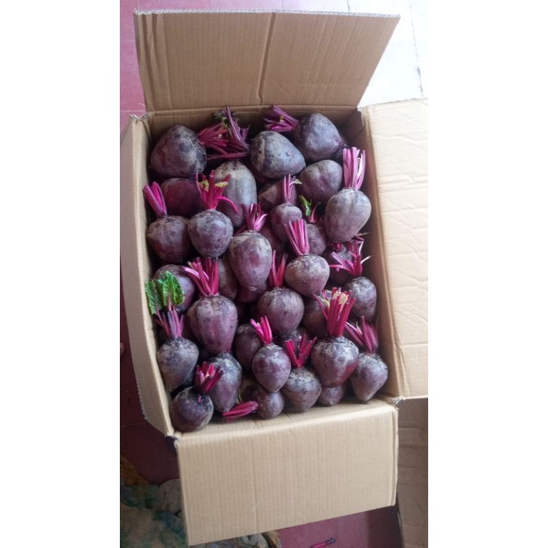 

1 kg buah bit fresh untuk penambah darah pengiriman dari ciwidey bandung
