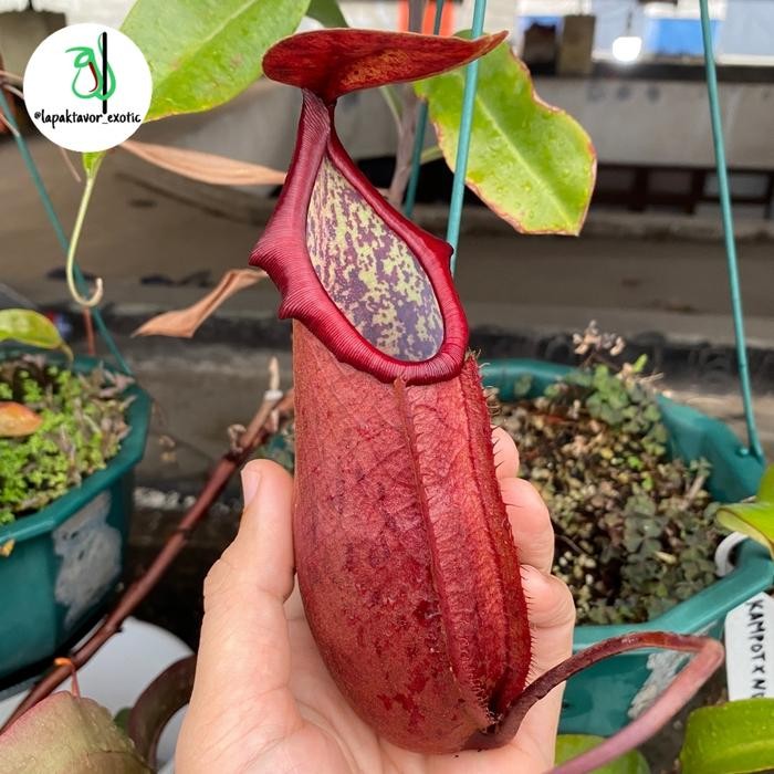 Nepenthes/Kantong Semar Kampotiana x Northiana