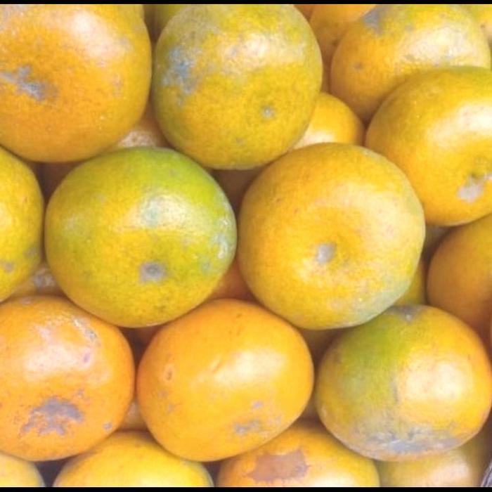 

buah jeruk Medan(Brastagi madu)di jamin manis New