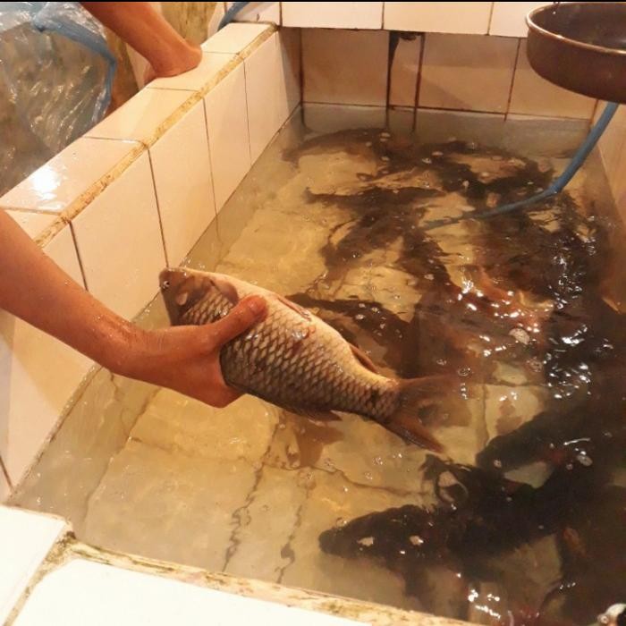 

Ikan Mas Segar Hidup/Potong 1Kg