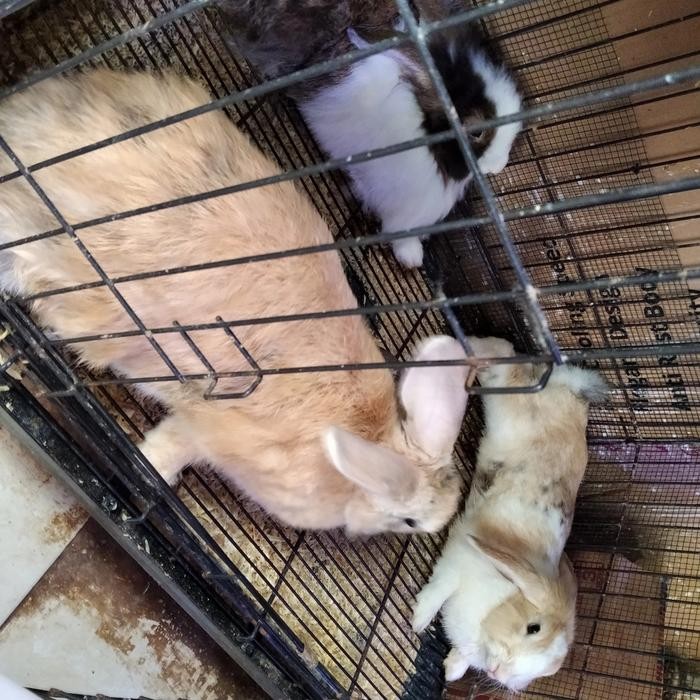 

KELINCI SIAP POTONG KELINCI FRESH MASIH HIDUP DAGING KELINCI FOOD