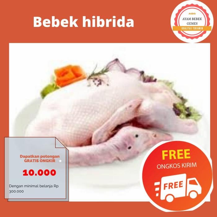 

bebek hibrida 1,1 termurah