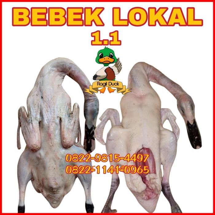 

BEBEK LOKAL MURAH MERIAH