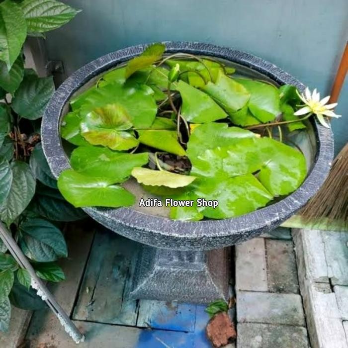 Pot Minimalis / Pot Teratai / Pot Bulat Untuk Teratai 50 Cm