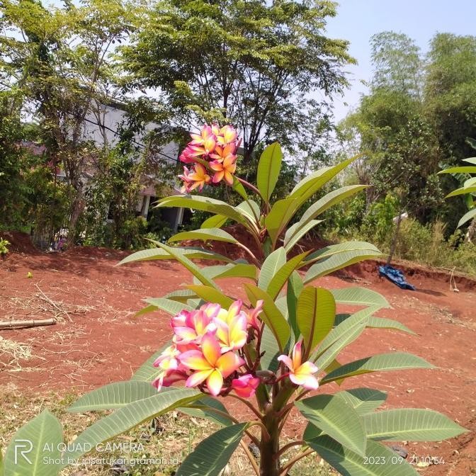 tanaman kamboja bali bunga tricolor/pohon kamboja bali tinggi 1m Kode 712