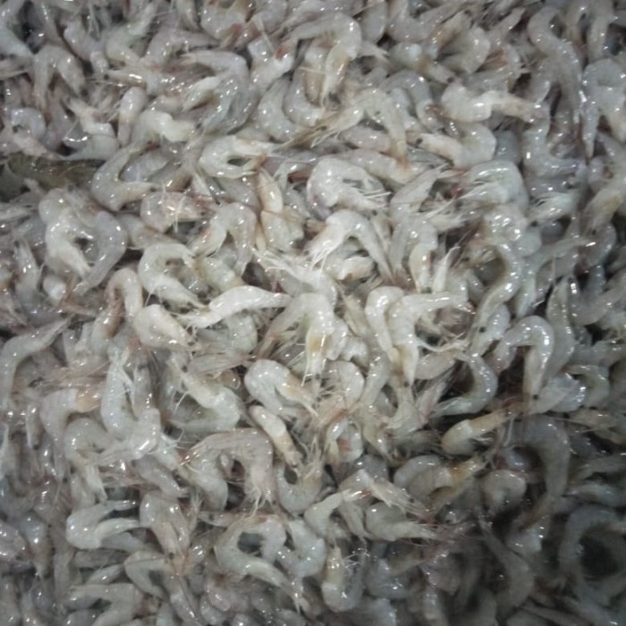 Udang Peci Alus / Kecil 500gr - 1kg
