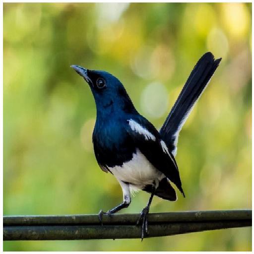 burung kacer bahan prospek