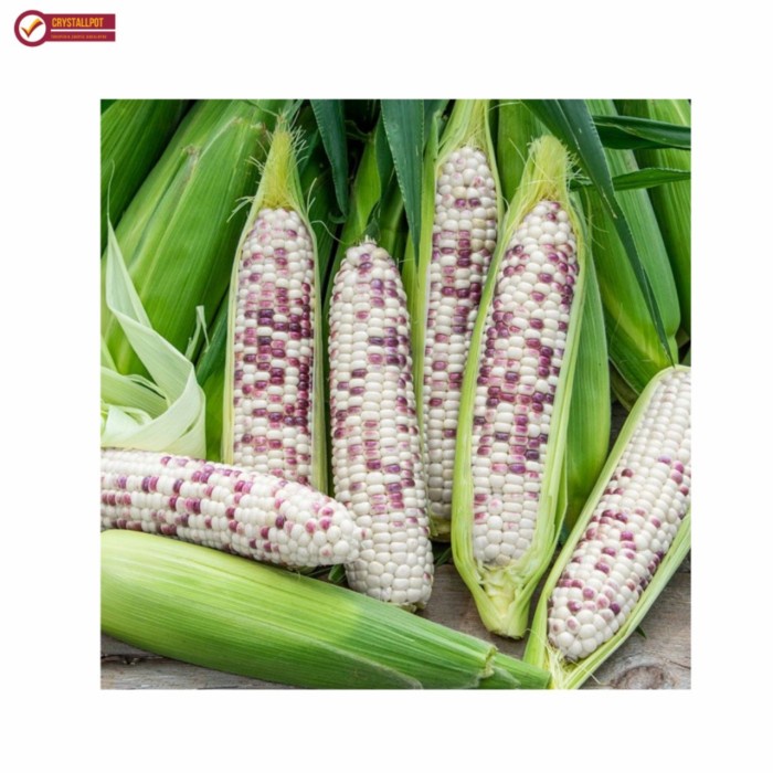 BENIH BIBIT JAGUNG PULUT RASANYA F1 CAP PANAH MERAH - JAGUNG RASANYA