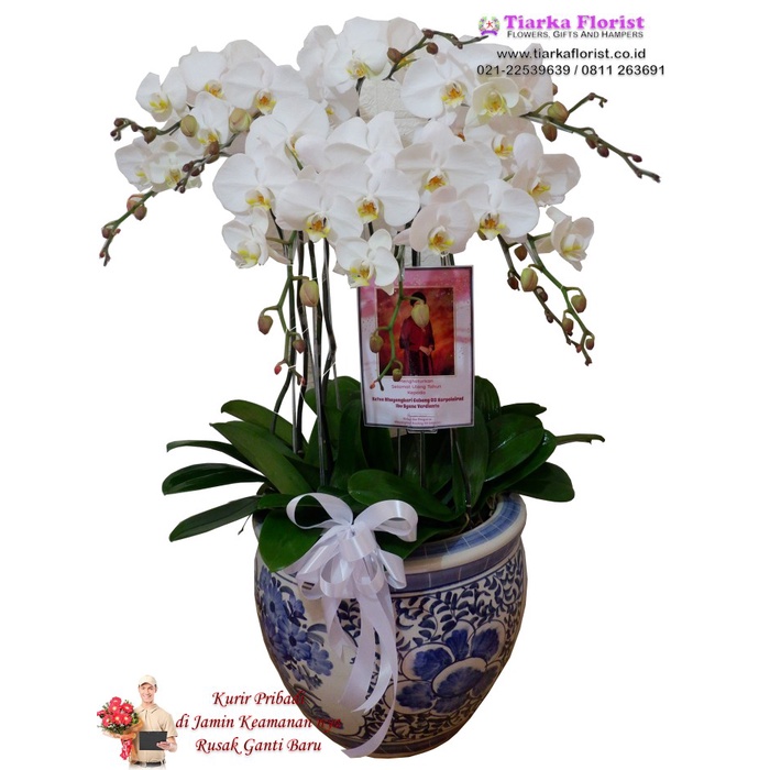 rangkaian anggrek bulan pot keramik besar / anggrek bulan / bunga vas
