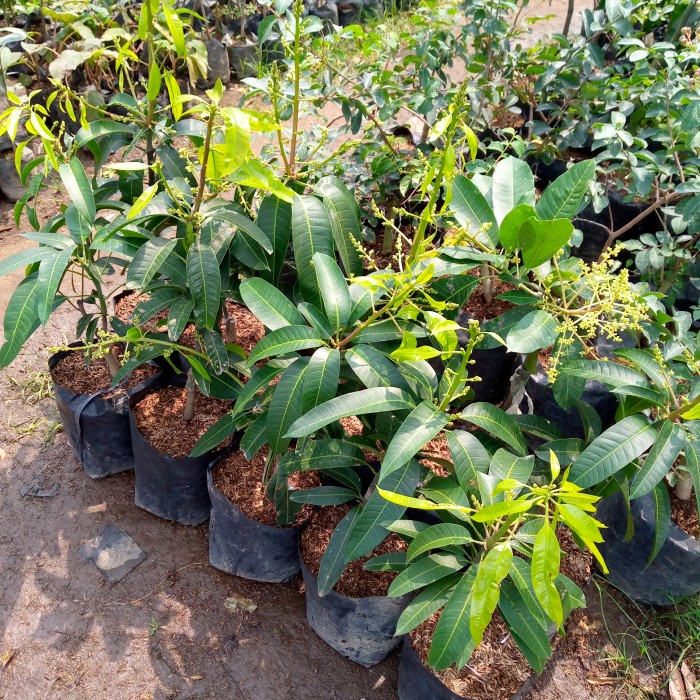 bibit mangga kiojay kondisi berbunga