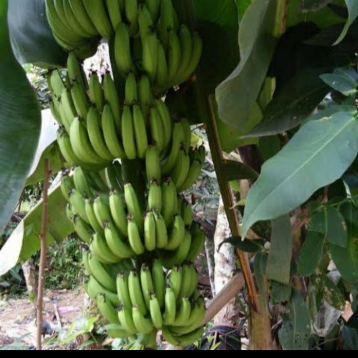 Bibit Tanaman Buah Pisang Cavendish Unggul Bisa Tabulampot PREMIUM