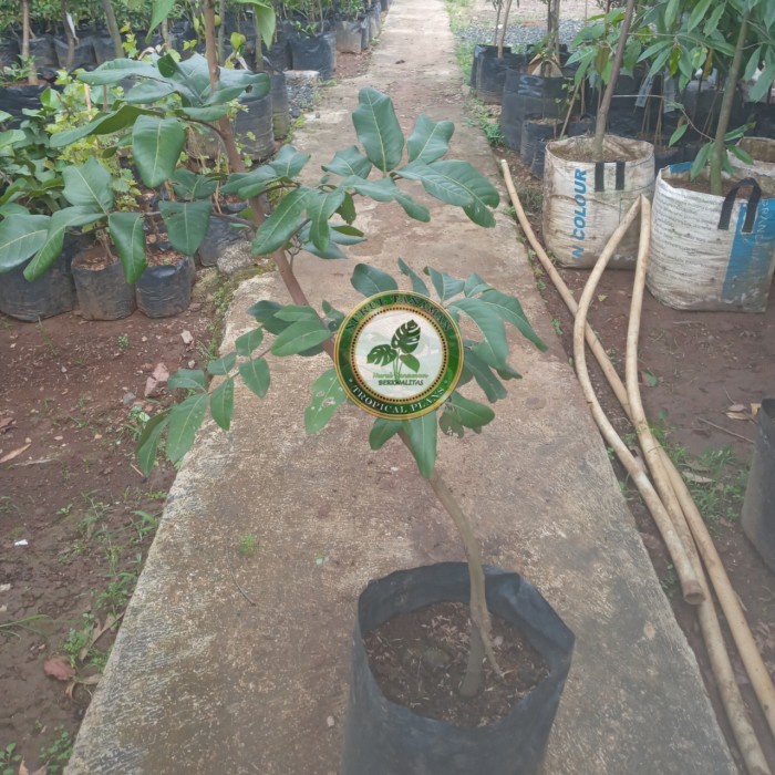 Bibit Pohon Kelengkeng Matalada / Tanaman Buah Lengkeng Matalada Super PREMIUM