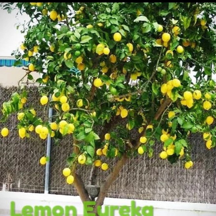 bibit buah lemon california lemon Erouka buah lemon PREMIUM