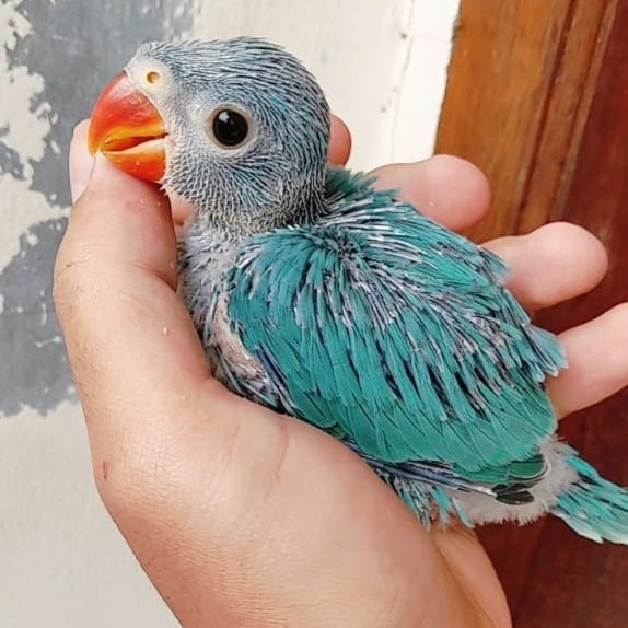 Baby Irn / Lolohan Indian Ringneck Blue