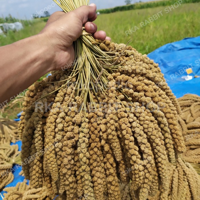 SPRAY MILET JEWAWUT PUTIH GROSIR