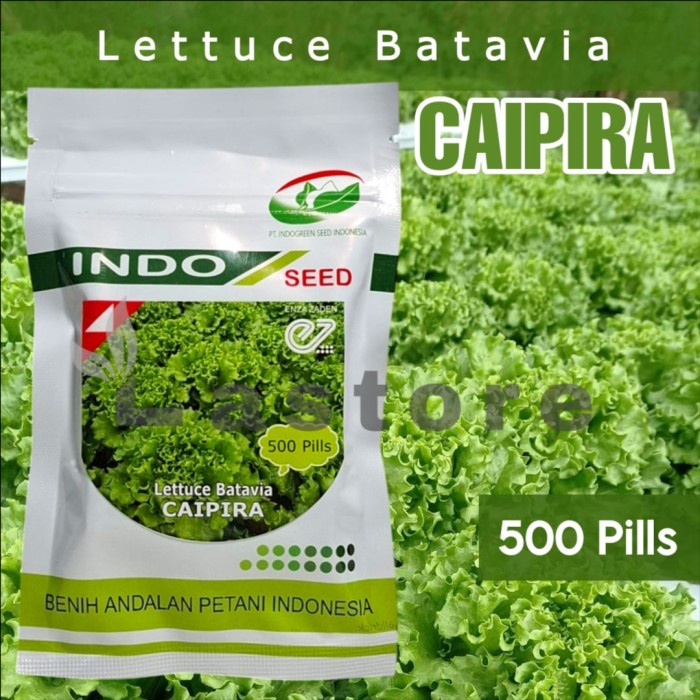 benih bibit selada caipira lettuce batavia 1 gram kemasan original
