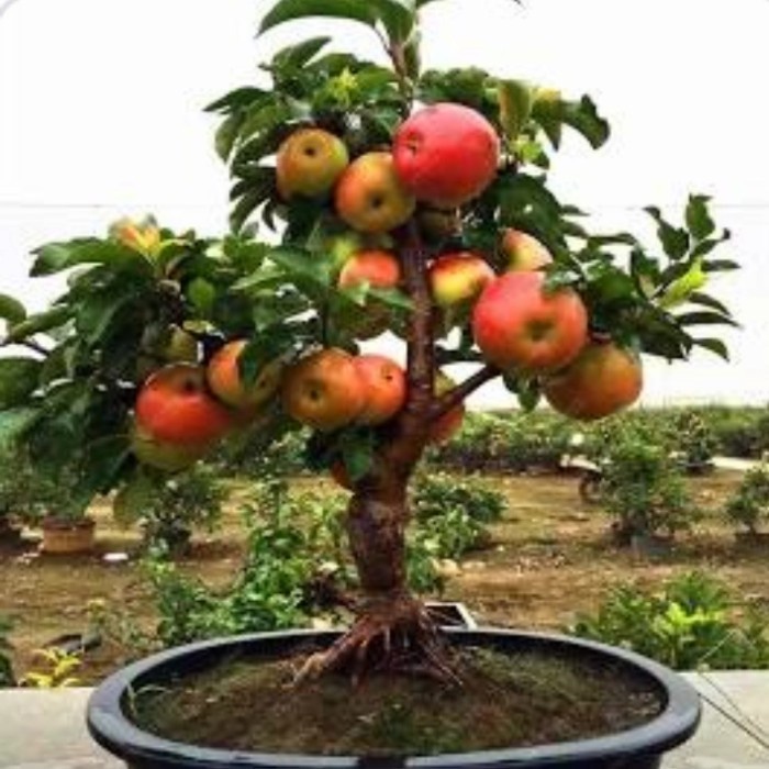 Pohon buah apel india berbuah