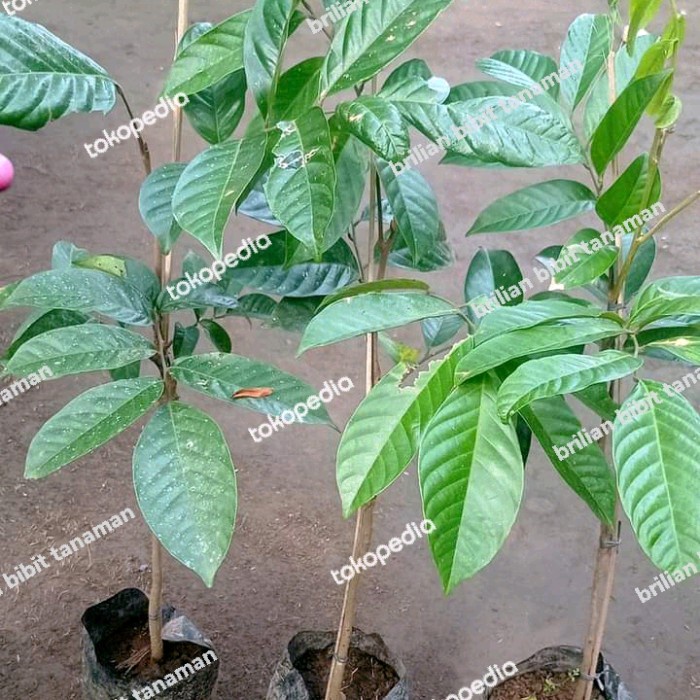 bibit tanaman buah duku palembang duku tanpa biji super genjah MANTAB