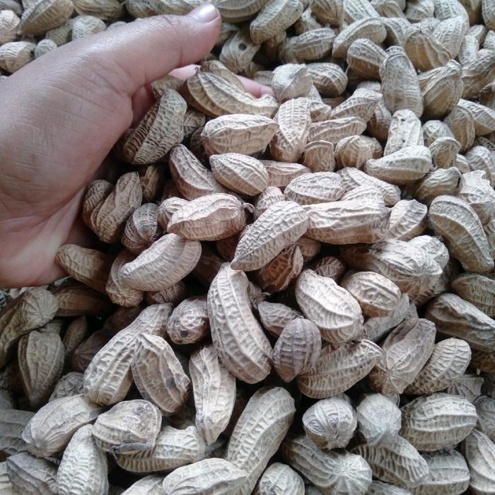 

terbaru !!! kacang sangrai bendo 2 kg ready