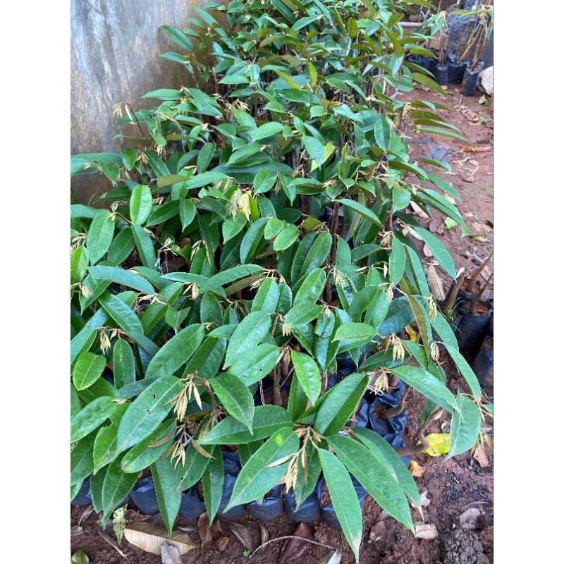 Favorit DAPAT 3 BATANG BIBIT DURIAN BAWOR MUSANGKING DURI HITAM SUPER TEMBAGA . MEDIA UTUH. SUDAH